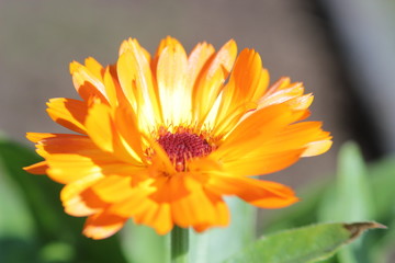 yellow flower of calendula
