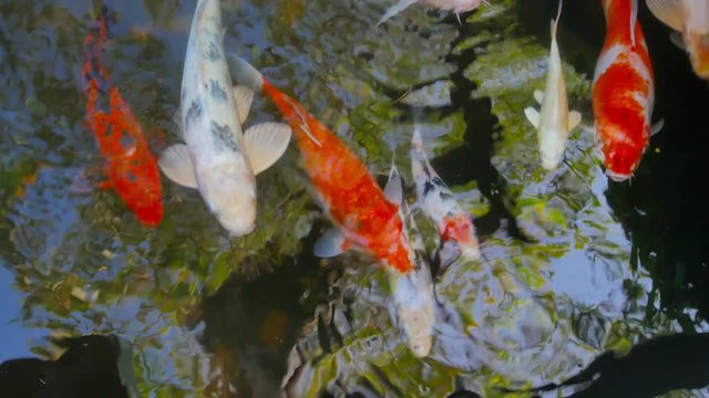 Koi. Carp fish swimming in pond.
