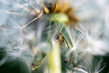 macro photo of dandelion (Taraxacum officinale) seed on black background. close up flower.
