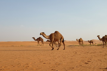 Arabian camels walking in the desert of Riyadh, Saudi Arabia