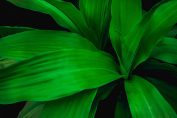 Naklejka na ściany i meble green leaves nature background, closeup leaves texture, tropical leaves