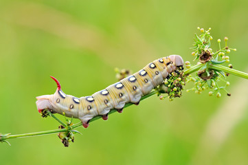 Some insects, bee, catelerpilar, and others