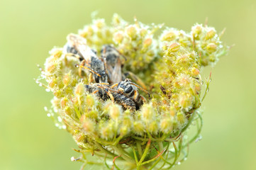 Some insects, bee, catelerpilar, and others