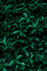 tropical leaf, abstract green leaf texture, nature background