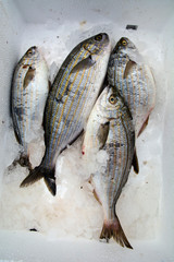 Sea fish in the market