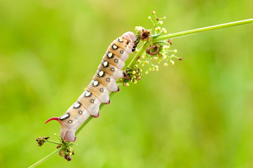 Some insects, bee, catelerpilar, and others