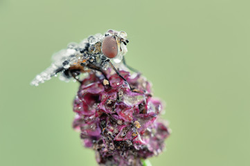 Some insects, bee, catelerpilar, and others