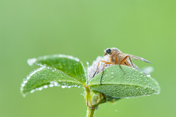 Some insects, bee, catelerpilar, and others
