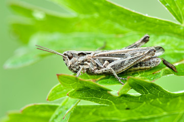 Some insects, bee, catelerpilar, and others