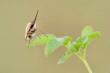 Some insects, bee, catelerpilar, and others