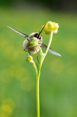 Some insects, bee, catelerpilar, and others