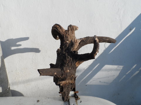 Pillar from a tree, decoratively located branches