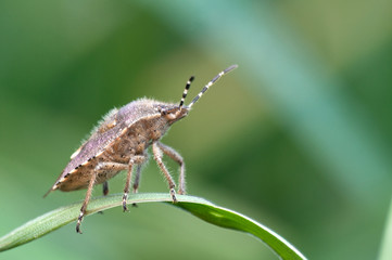 Some insects, bee, catelerpilar, and others