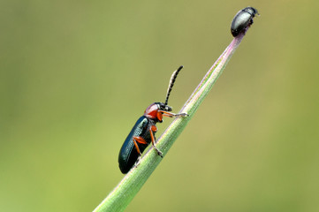 Some insects, bee, catelerpilar, and others