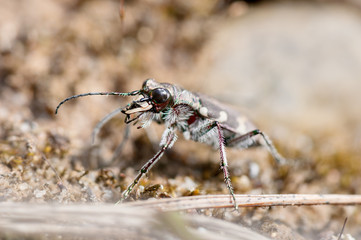 Some insects, bee, catelerpilar, and others