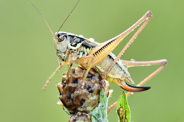 Some insects, bee, catelerpilar, and others