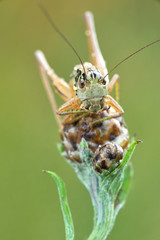 Some insects, bee, catelerpilar, and others