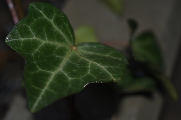green leaf 