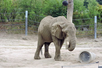 An elephant with a long penis eating hay