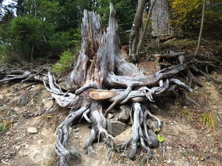 trunk of a tree