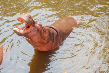 common hippopotamus (Hippopotamus amphibius) close up