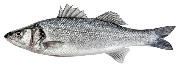 Sea bass fish. European bass isolated on white background - obrazy, fototapety, plakaty