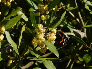 Blooming bay tree or laurel, or Laurus nobilis, and a red admiral, or Vanessa atalanta butterfly,...