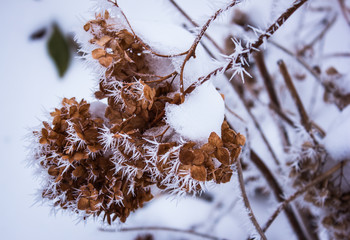 dry Hydrangea in the frost. winter landscape