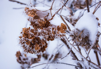 dry Hydrangea in the frost. winter landscape