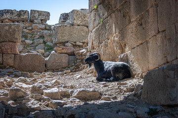 Turkish goat in ruins