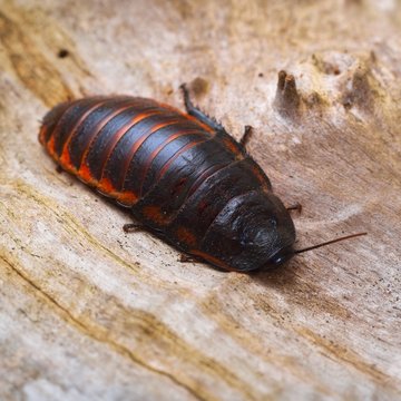 Princisia Bilder Durchsuchen 81 Archivfotos, und