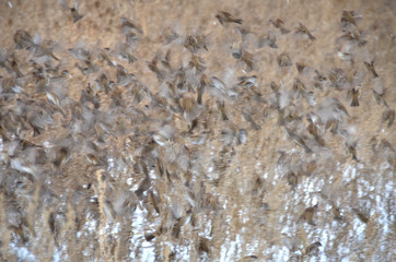 gray and broun texture