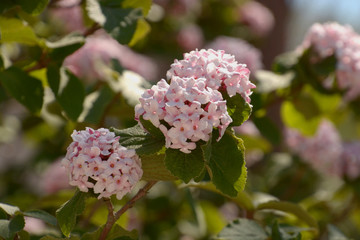 spring blooming viburnum carlesii or korean spice viburnum with pale pink flowers with round clusters in the botanical garden, close-up of arrowwood in bloom in early spring