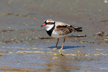 Black-fronted Dotterel in Australasia