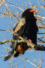 Bateleur des savanes, Aigle bateleur,  Terathopius ecaudatus, Bateleur