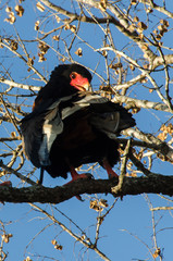 Bateleur des savanes, Aigle bateleur,  Terathopius ecaudatus, Bateleur