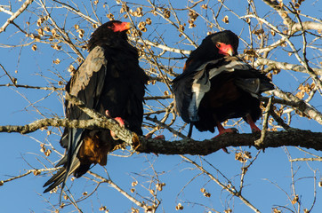 Bateleur des savanes, Aigle bateleur,  Terathopius ecaudatus, Bateleur