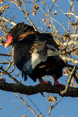 Bateleur des savanes, Aigle bateleur,  Terathopius ecaudatus, Bateleur