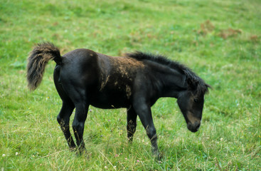 Cheval ,  poney, race Pottok, Equus caballus, Pays Basque