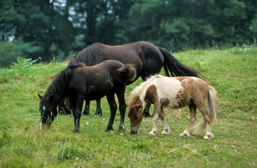 Cheval ,  poney, race Pottok, Equus caballus, Pays Basque
