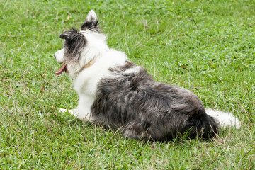 Obraz premium Beautiful pet; australian sheepdog dog in natural environment.