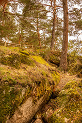 Landscape of rocks and pine forest. segovia spain