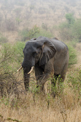 Obraz premium Eléphant d'Afrique, Loxodonta africana, Parc national Kruger, Afrique du Sud
