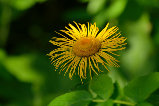 Echter Alant (Inula helenium)