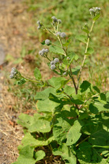 Filz-Klette oder Wollkopf-Klette (Arctium tomentosum)