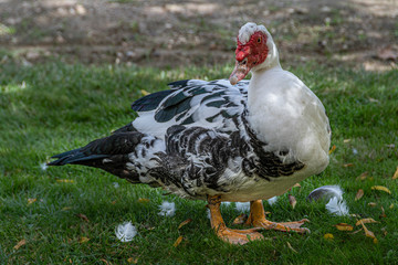 hard look of a Muscovy Duck. Madrid's community. Spain,