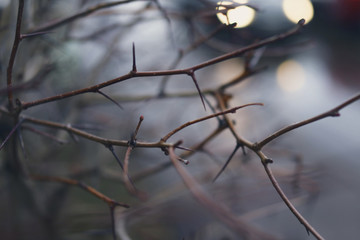 branches of a tree . shrub branches with sharp thorns