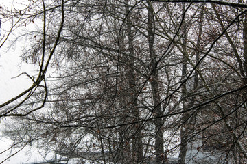 Kahle Bäume im Winter werden vom Schneewind besprüht.