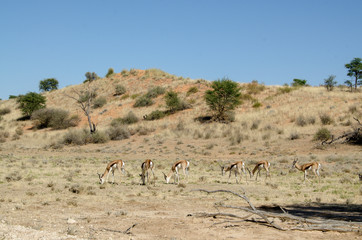 Springbok, Antidorcas marsupialis, Parc national Kalahari Gemsbok, parc transfrontalier de Kgalagadi, Afrique du Sud