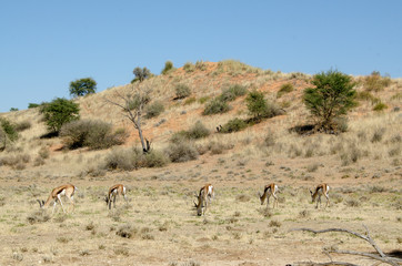 Fototapeta na wymiar Springbok, Antidorcas marsupialis, Parc national Kalahari Gemsbok, parc transfrontalier de Kgalagadi, Afrique du Sud